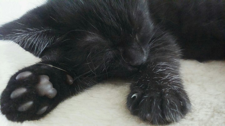Kitten