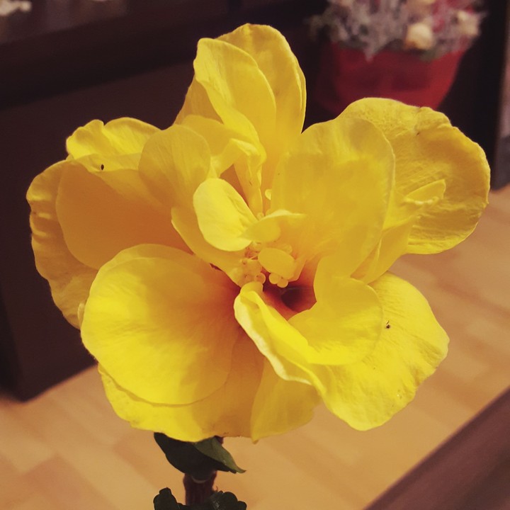 Yellow rose