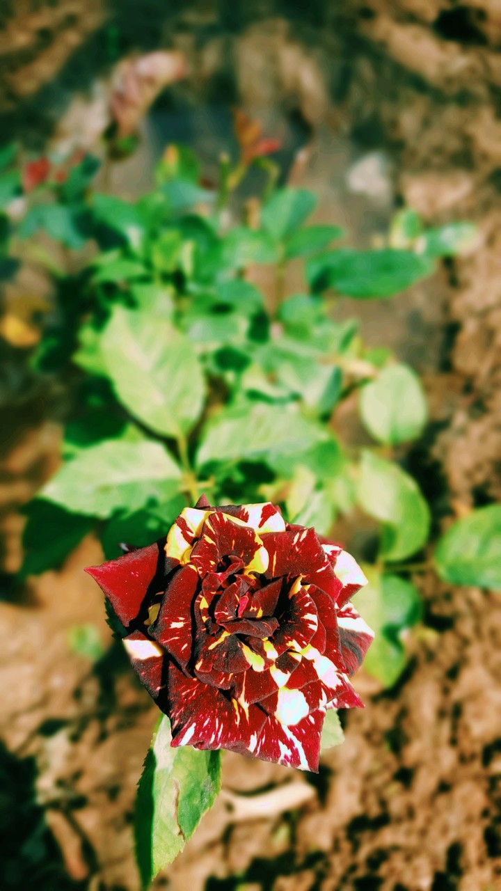 tiger rose