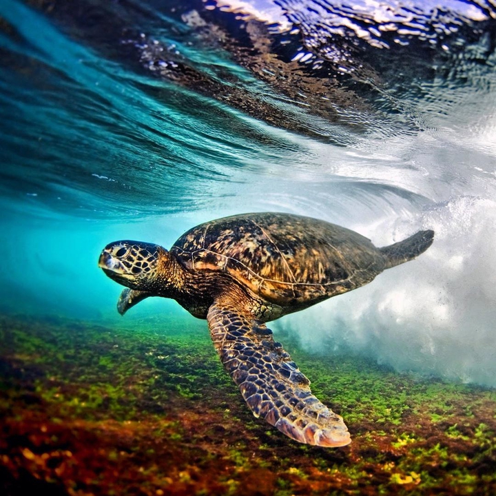 turtles ocean