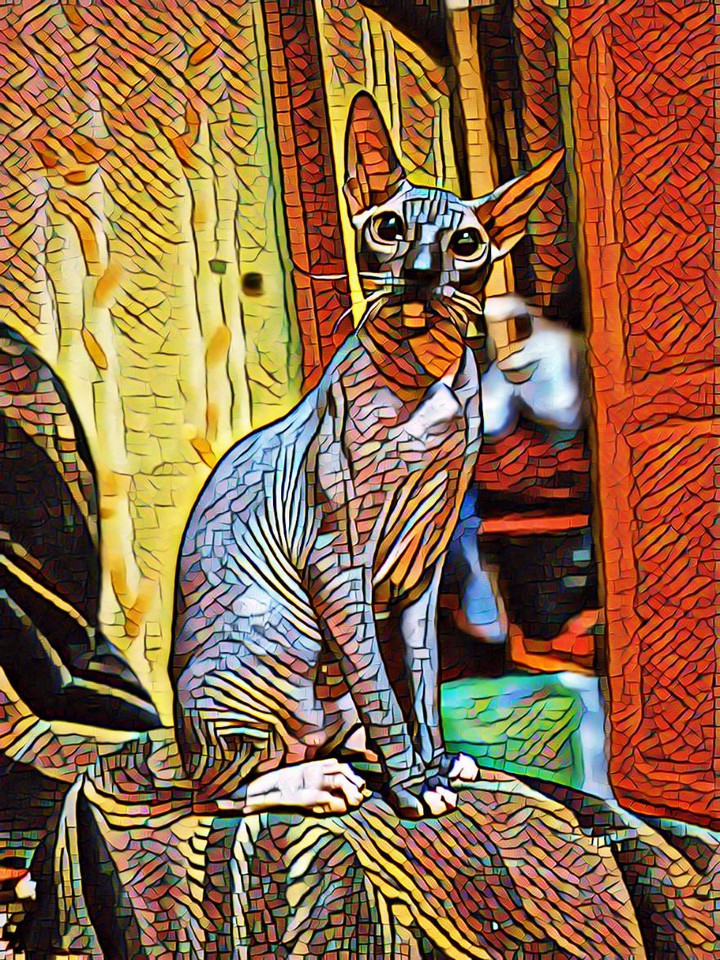 Донской сфинкс