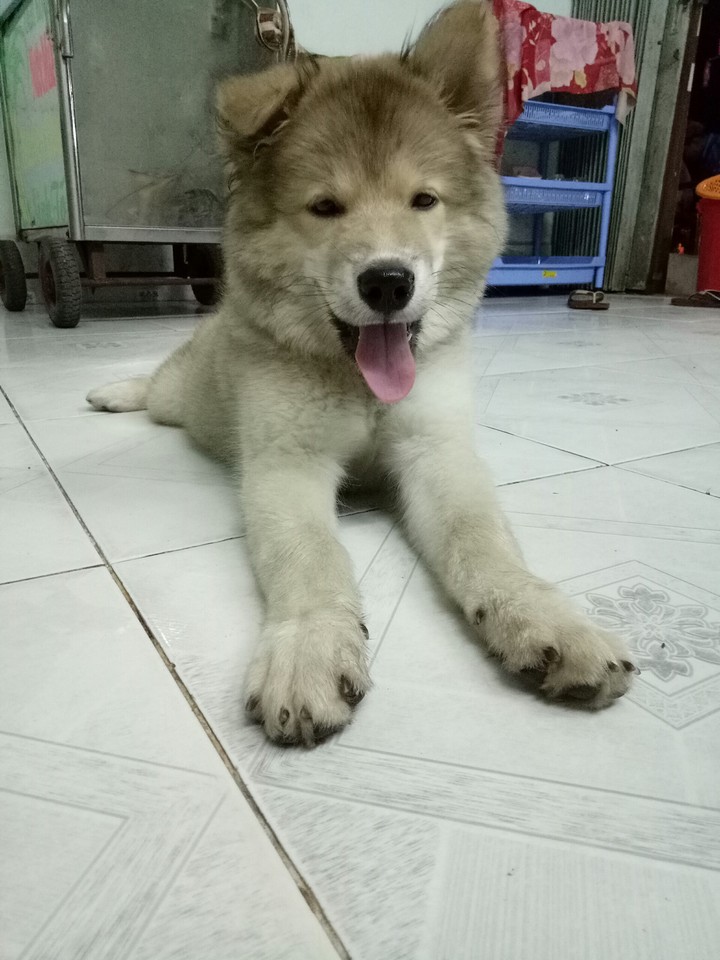 dog