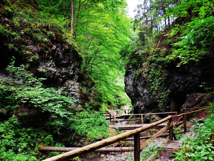 Wonder Woods