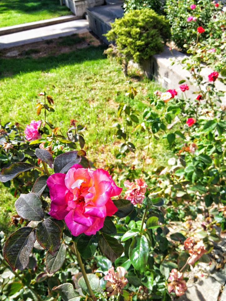 colorful Rose