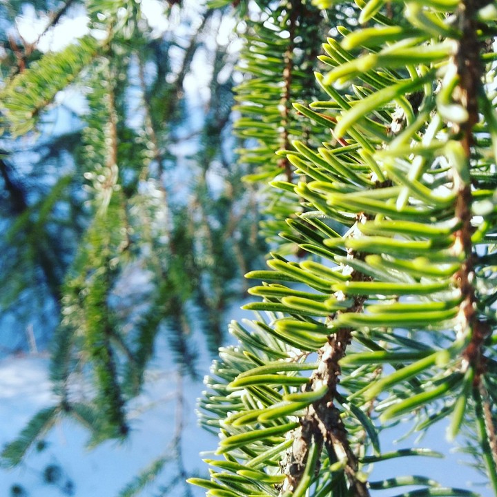 tree