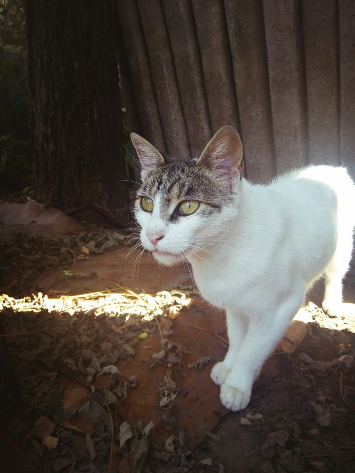 A little hunter