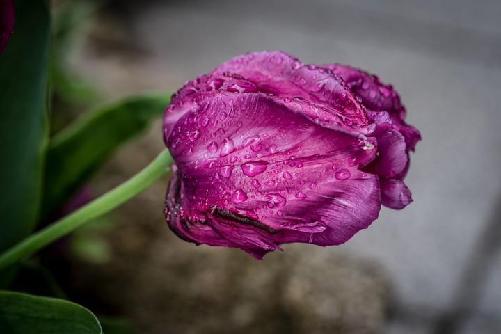 Tulips