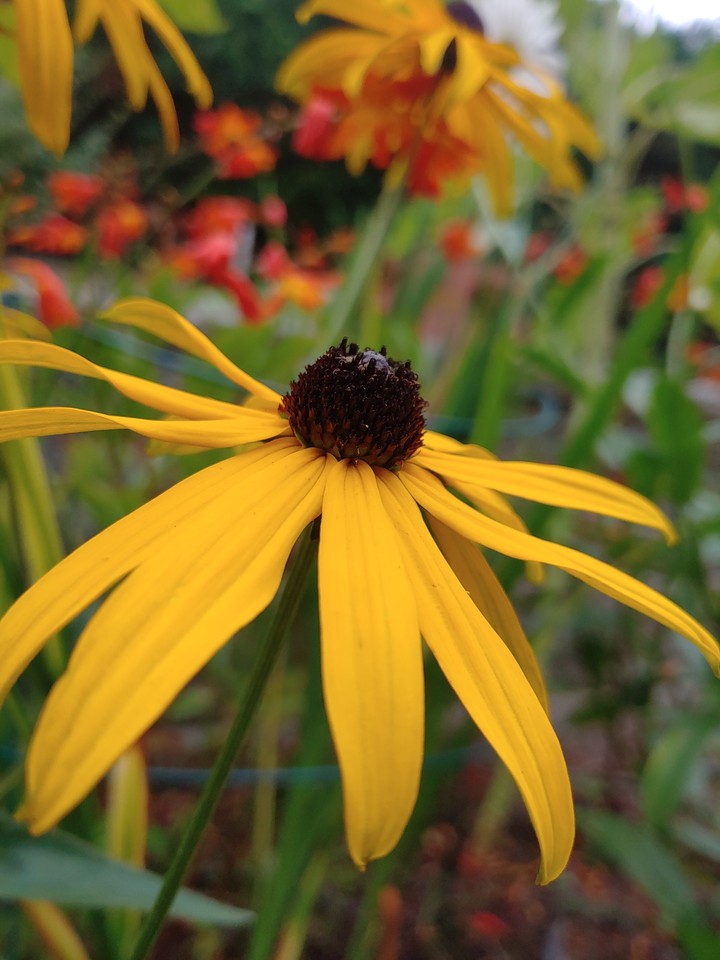 Black-eyed Susan (no filter)