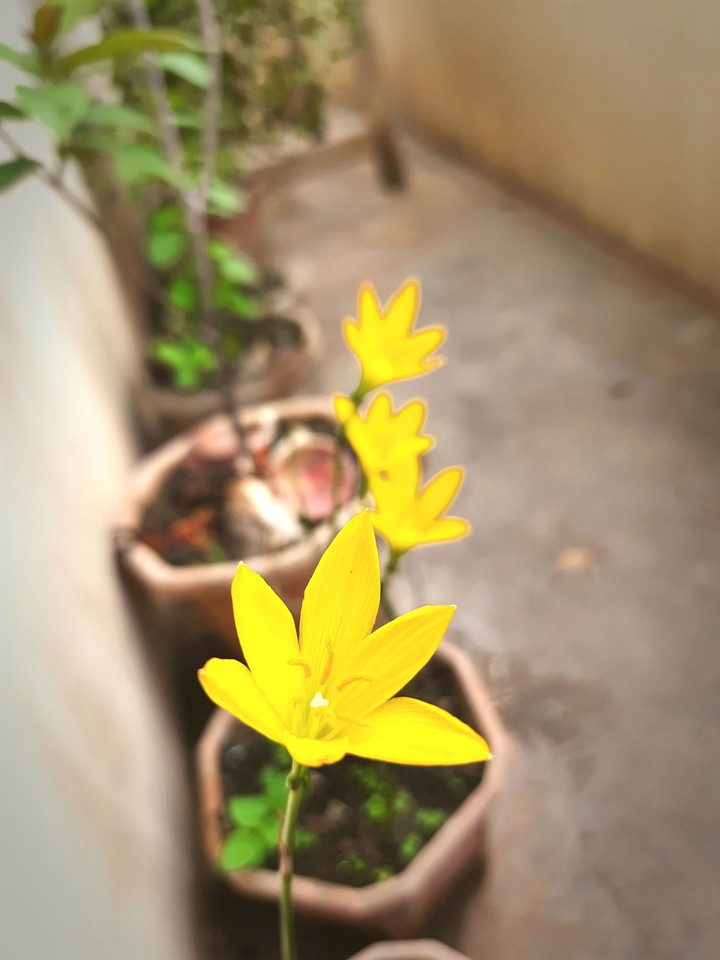 yellow flower