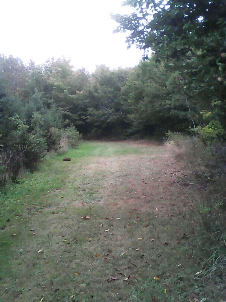 Large Grassland