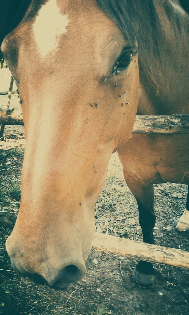Sirène ❤