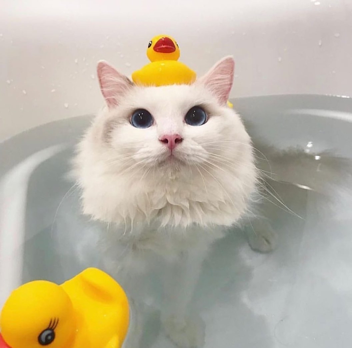 cat