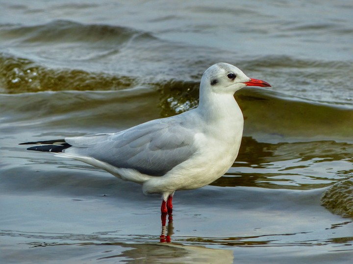 Bird