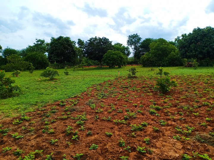 My Farm