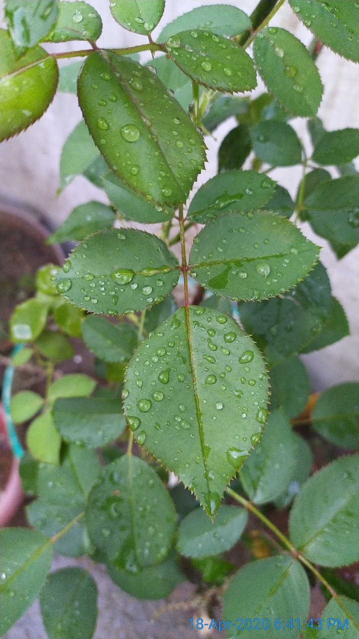 Rose Leaves