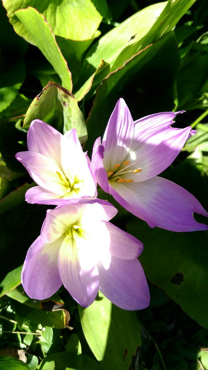 flowers