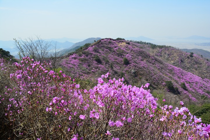 고려산의봄이미지