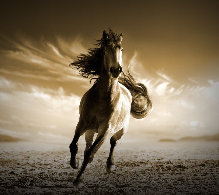 Horse running