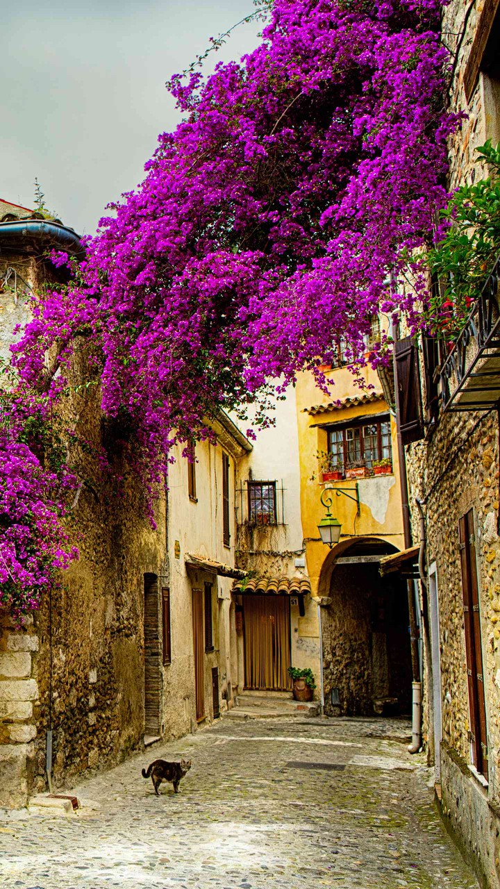 See how beautifully lilac blooms!