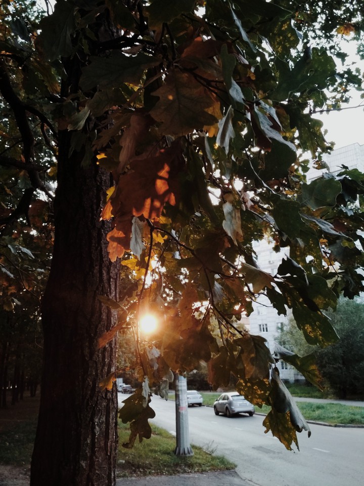 autumn leaves