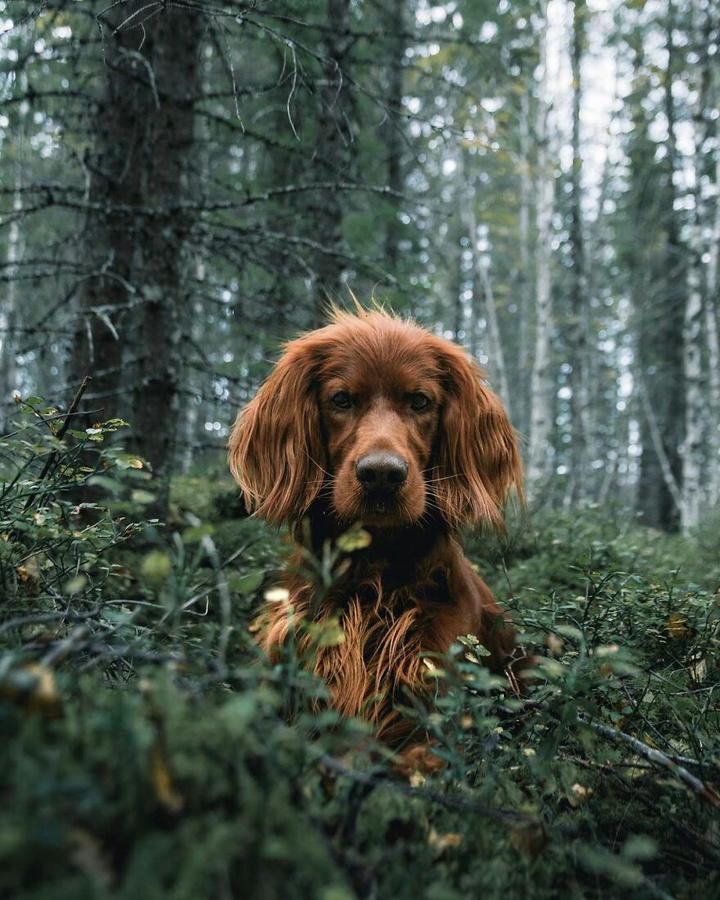 dog