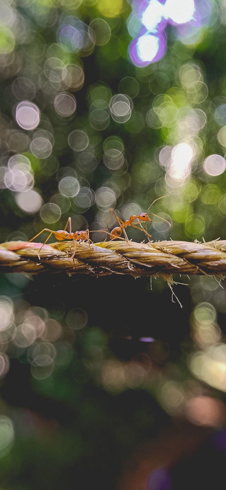 The Ants