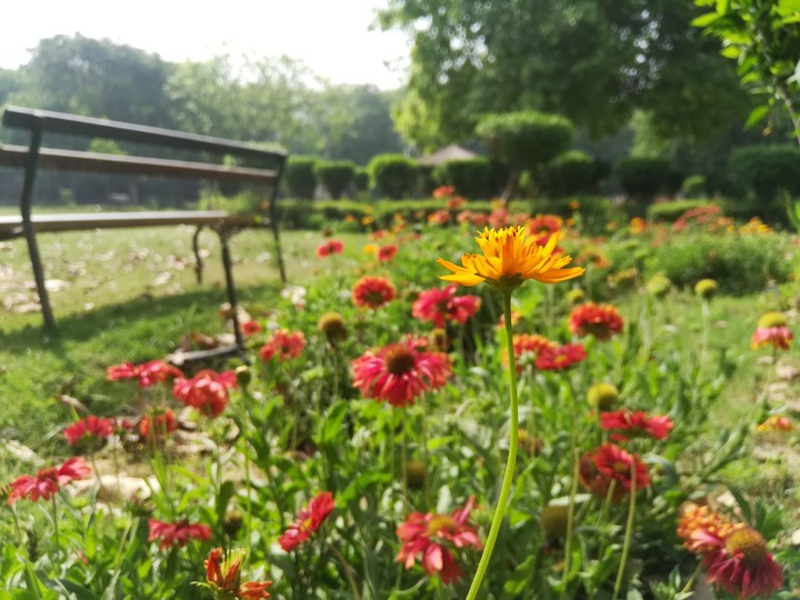 flower