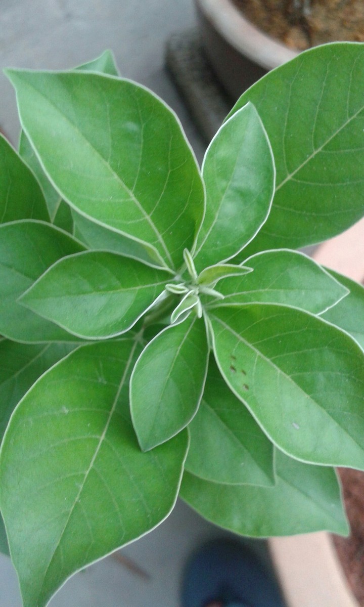 a type of unknown plant