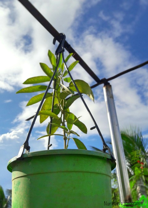 #bucket green