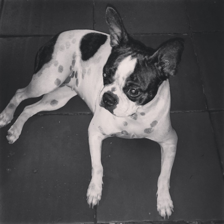 dog