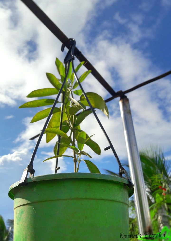 #bucket green