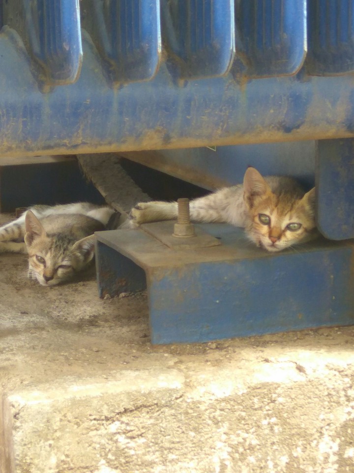 Kittens