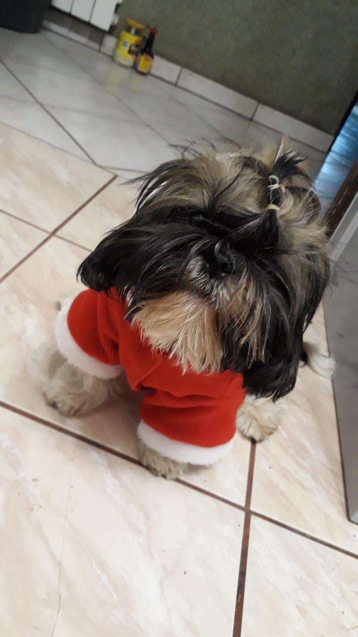 zizi