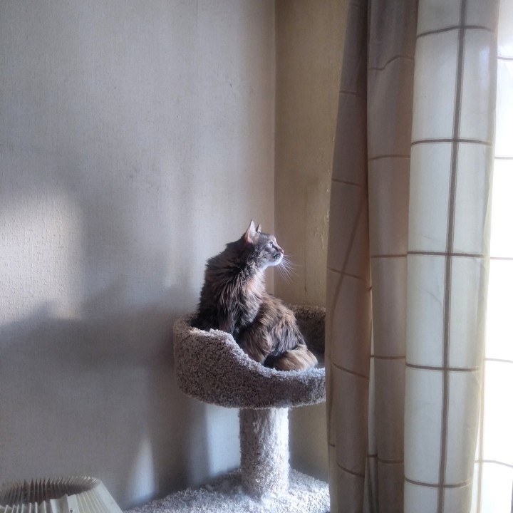 Котики мои