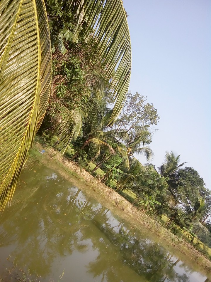 Village nature
