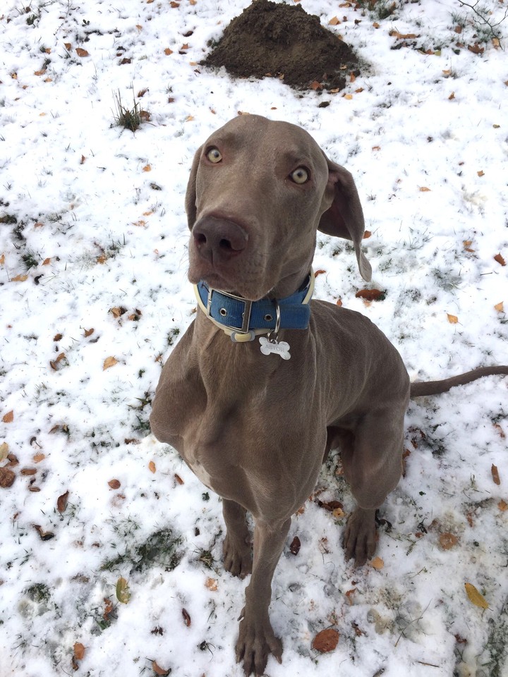 Snow Weim ❄️