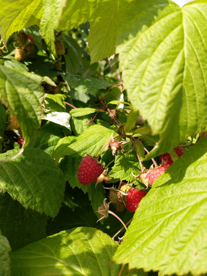 berries