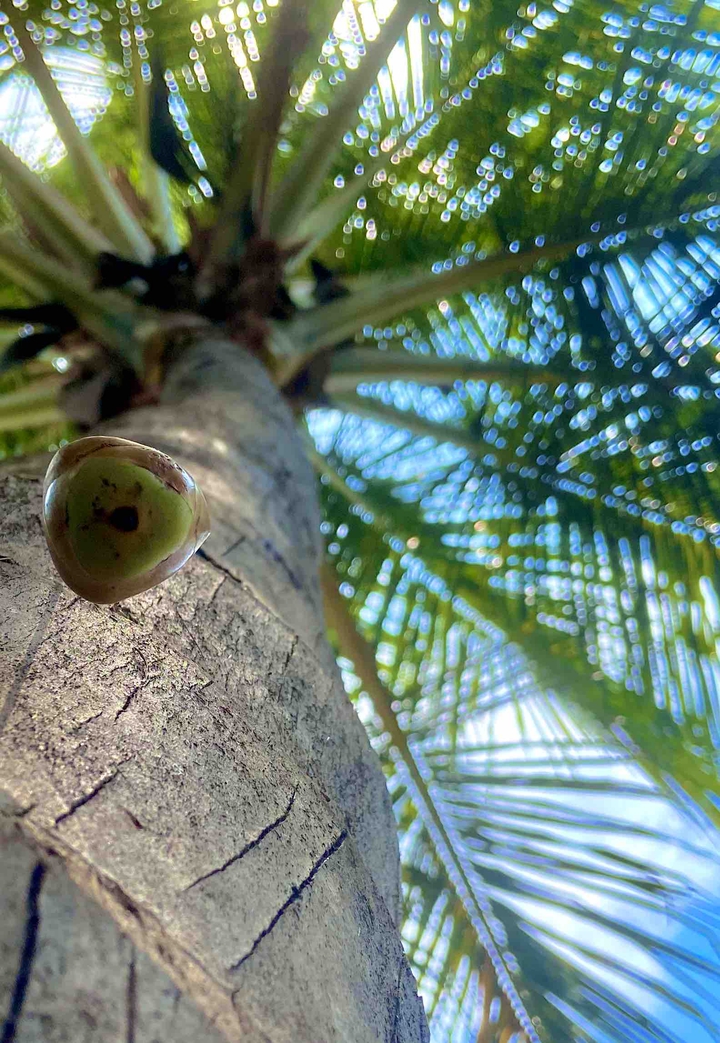 baby coconut