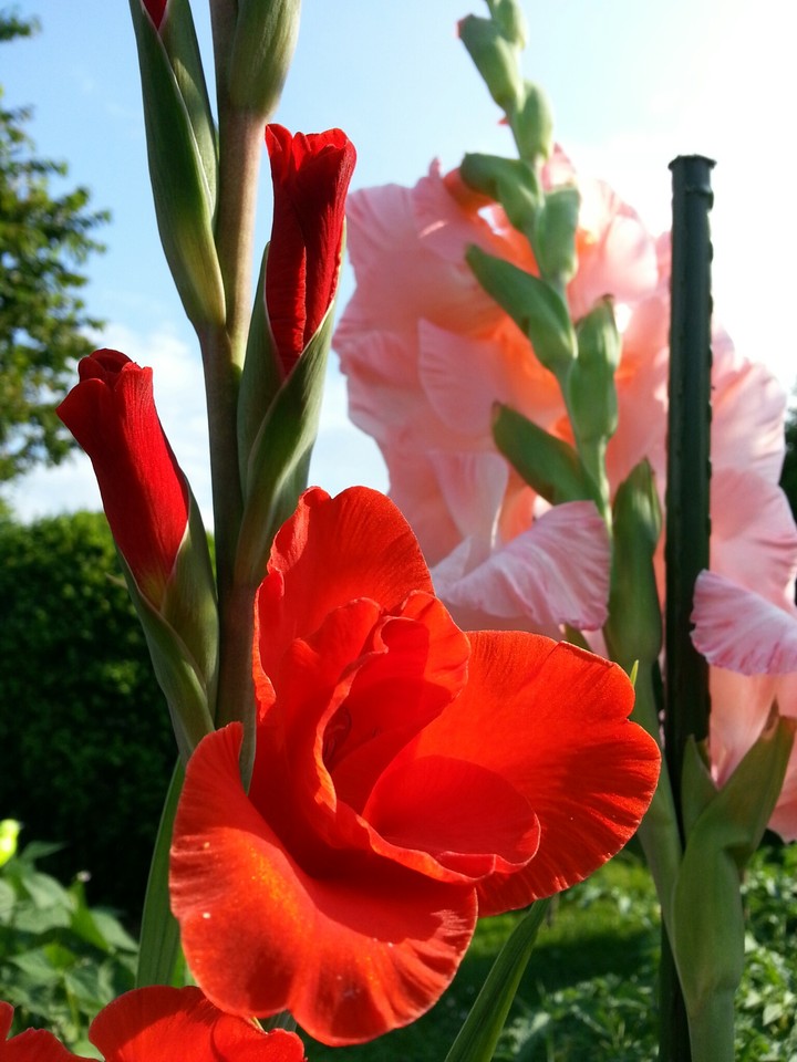 flower