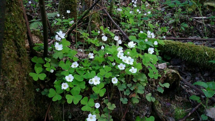 Deep forest's flowers
