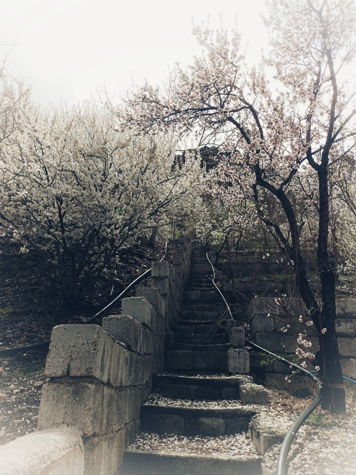 spring