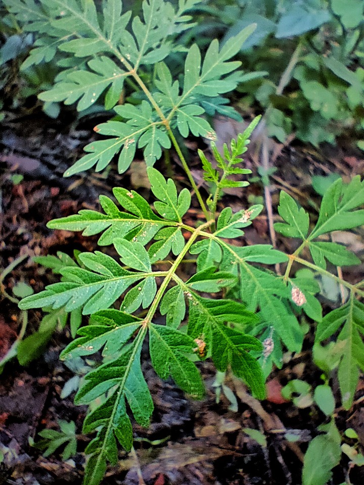 leaf