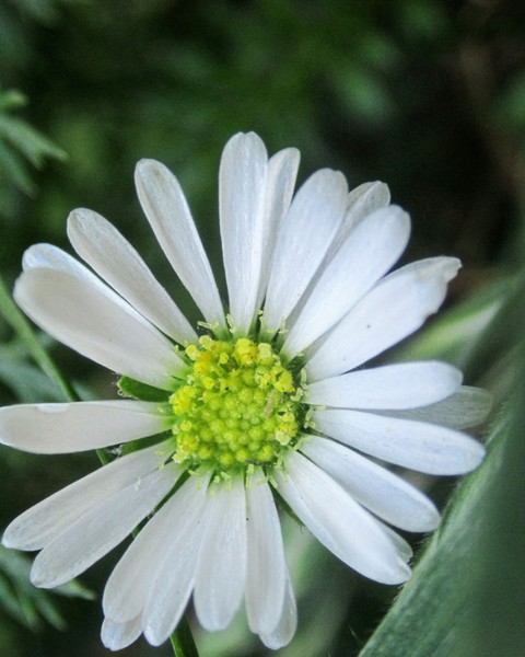 daisy