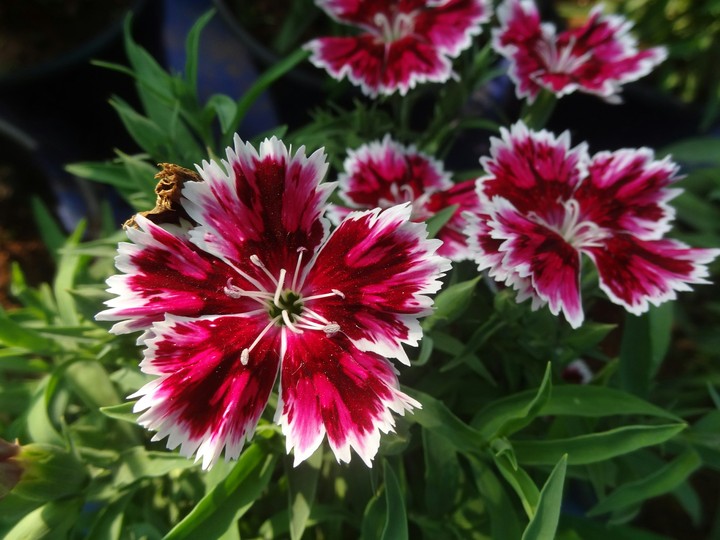 macro flower