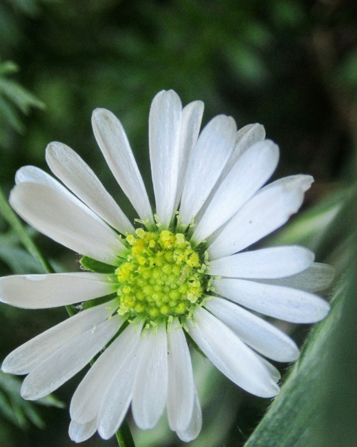 daisy