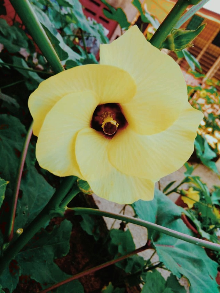 big flower
