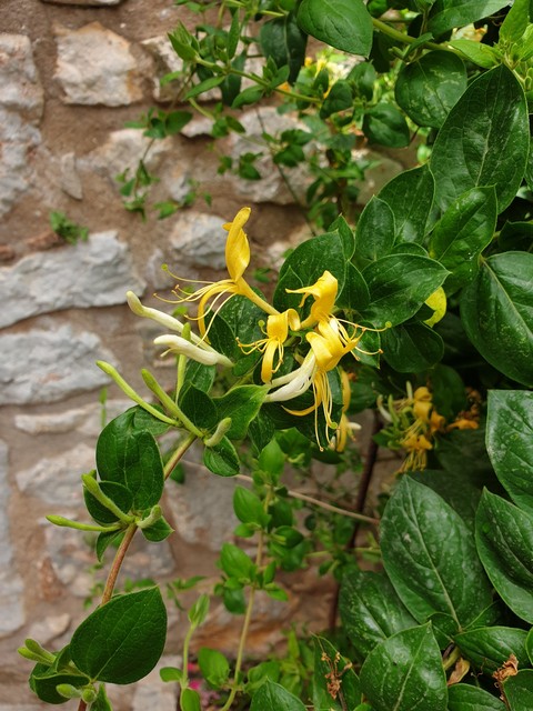 Yellow honeysuckle from Greece