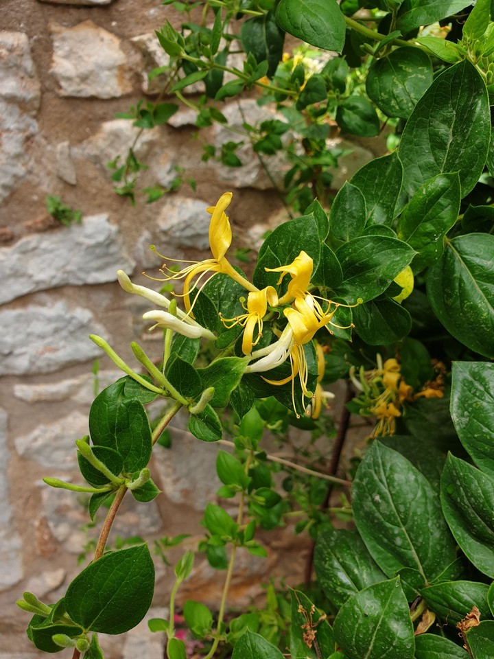 Yellow honeysuckle from Greece