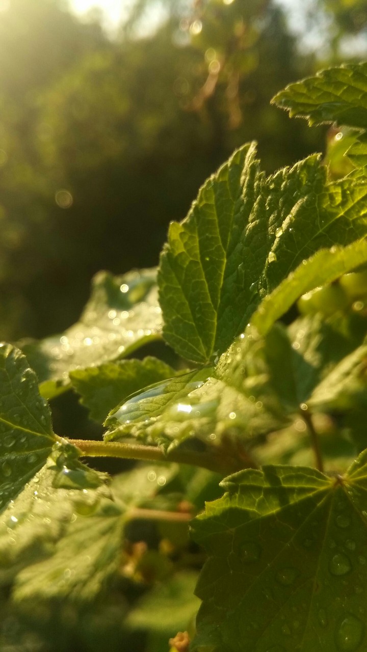 Роса , dew