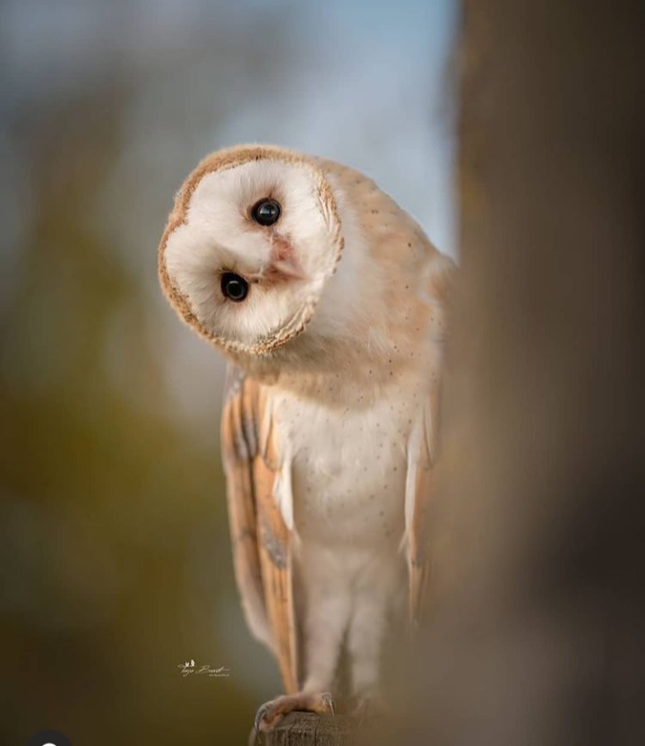 strange look owl